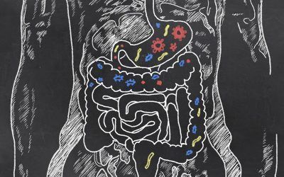 La microbiota intestinal i la seva importància per l’organisme