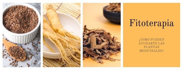 plantas medicinales digestivas